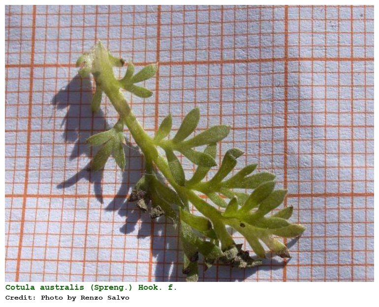 Cotula australis (Spreng.) Hook. f.